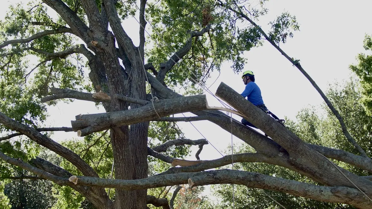 Professional Crown Thinning performed by certified arborists in Hockessin